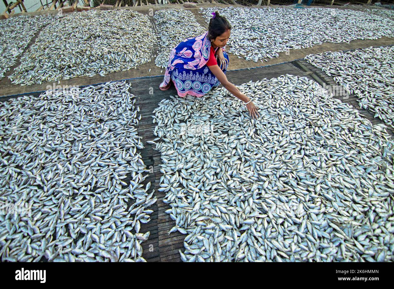 Les femmes traitent les petits poissons pour les affaires de poissons secs. Les travailleurs coupent et nettoient les poissons, ajoutent du sel, puis séchez-les sur une plate-forme en bambou. Banque D'Images