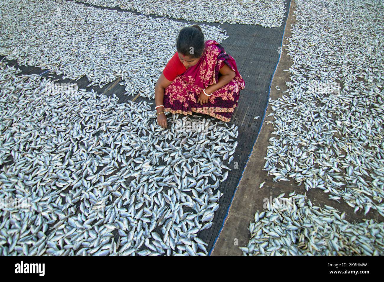 Les femmes traitent les petits poissons pour les affaires de poissons secs. Les travailleurs coupent et nettoient les poissons, ajoutent du sel, puis séchez-les sur une plate-forme en bambou. Banque D'Images