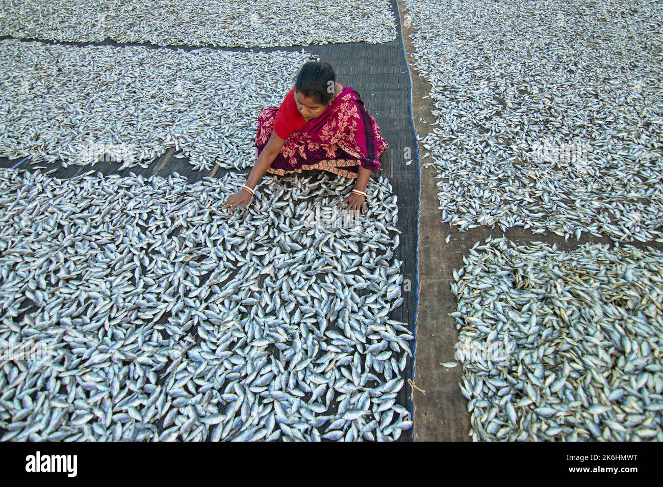 Les femmes traitent les petits poissons pour les affaires de poissons secs. Les travailleurs coupent et nettoient les poissons, ajoutent du sel, puis séchez-les sur une plate-forme en bambou. Banque D'Images