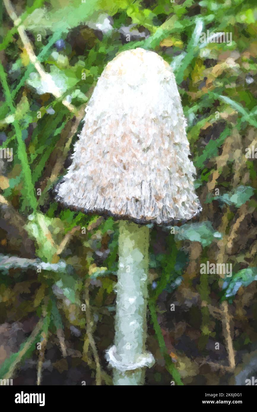 Shaggy Inkcap, ou Shaggy Mane, cocrinus comatus champignon dans un cadre boisé d'automne. Banque D'Images