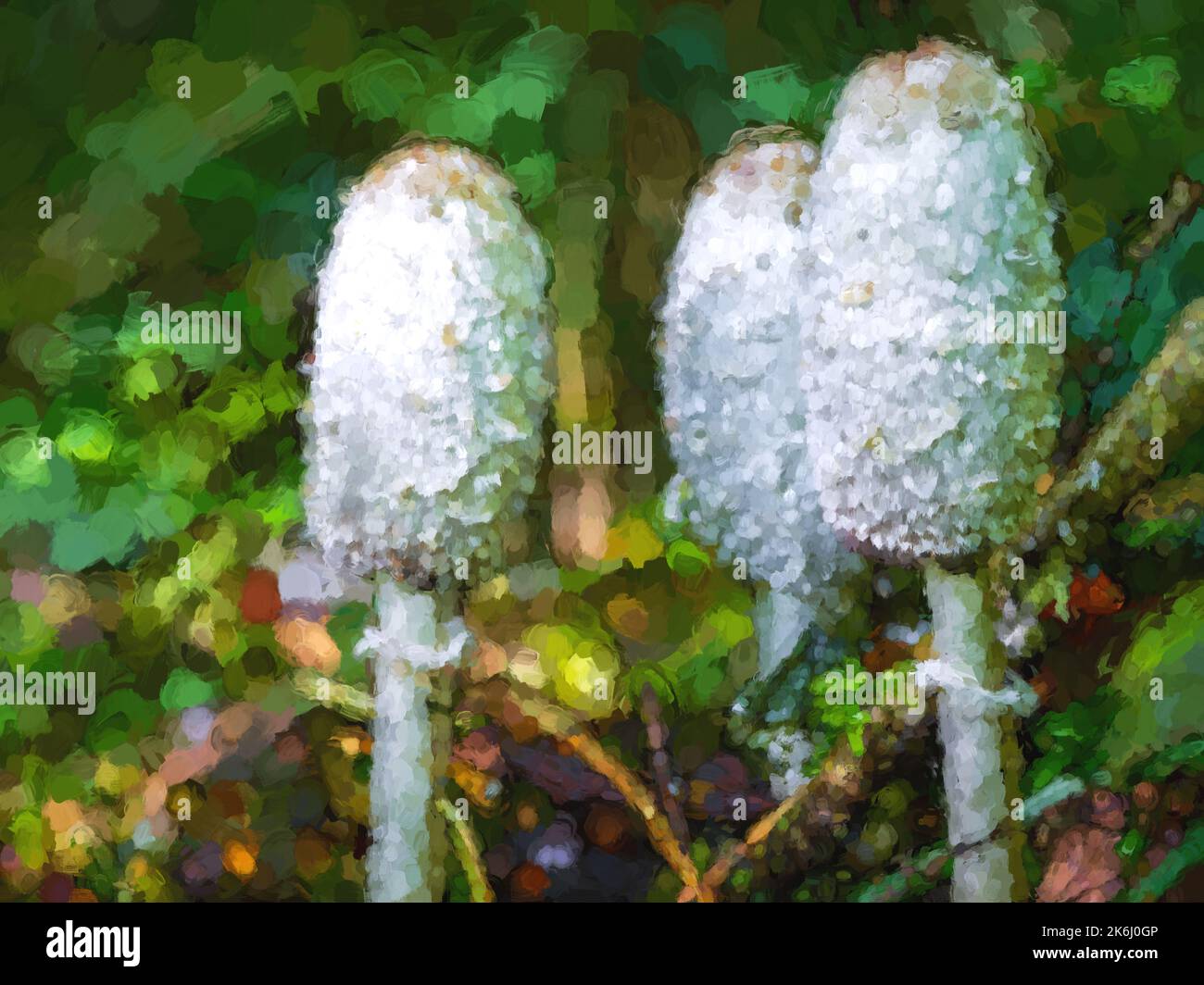 Shaggy Inkcap, ou Shaggy Mane, cocrinus comatus champignon dans un cadre boisé d'automne. Banque D'Images