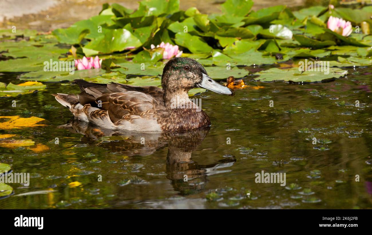 Canard colvert juvénile Banque D'Images