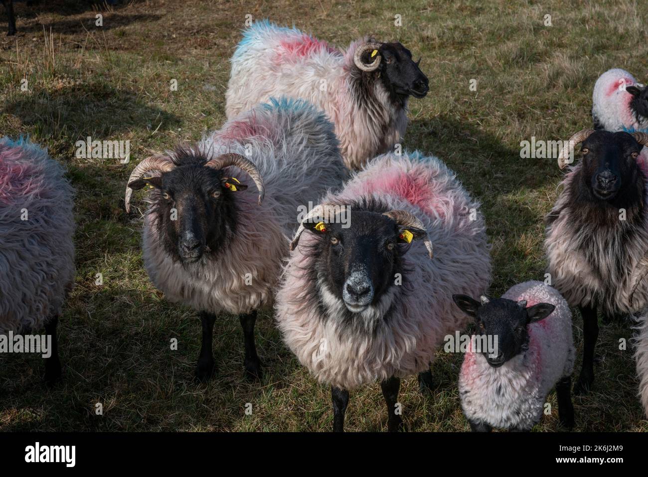 Moutons de montagne dans la vaste lande du comté de Mayo, en Irlande Banque D'Images