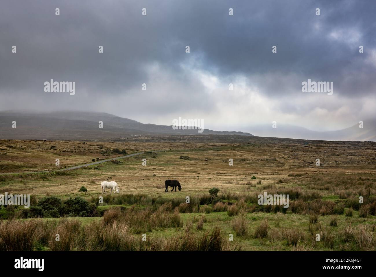 Paître des chevaux dans le paysage impressionnant des vastes et lointaines tourbières à la limite du parc national de Wild Nephin, co Mayo, Irlande. Banque D'Images