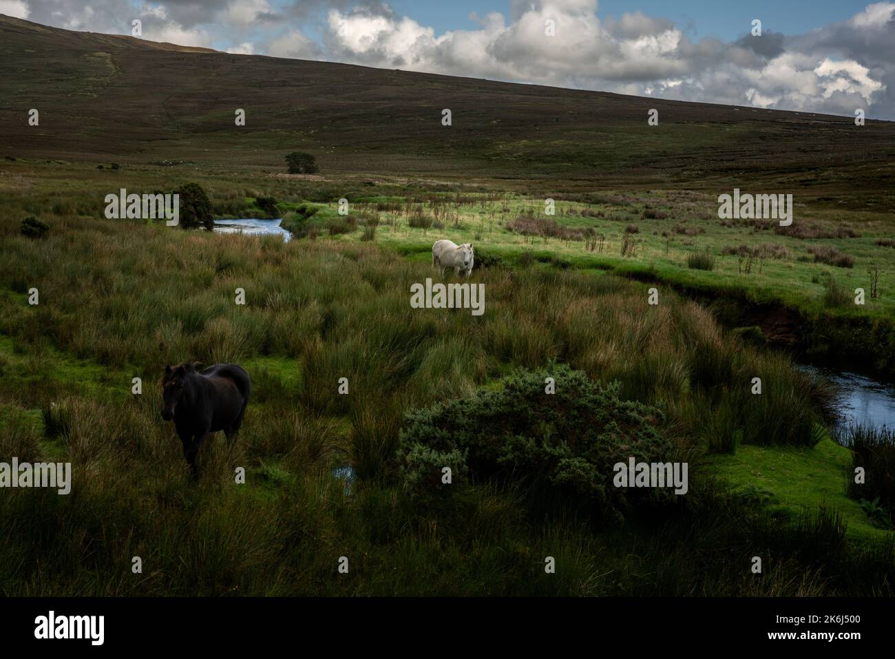 Paître des chevaux dans le paysage impressionnant des vastes et lointaines tourbières à la limite du parc national de Wild Nephin, co Mayo, Irlande. Banque D'Images
