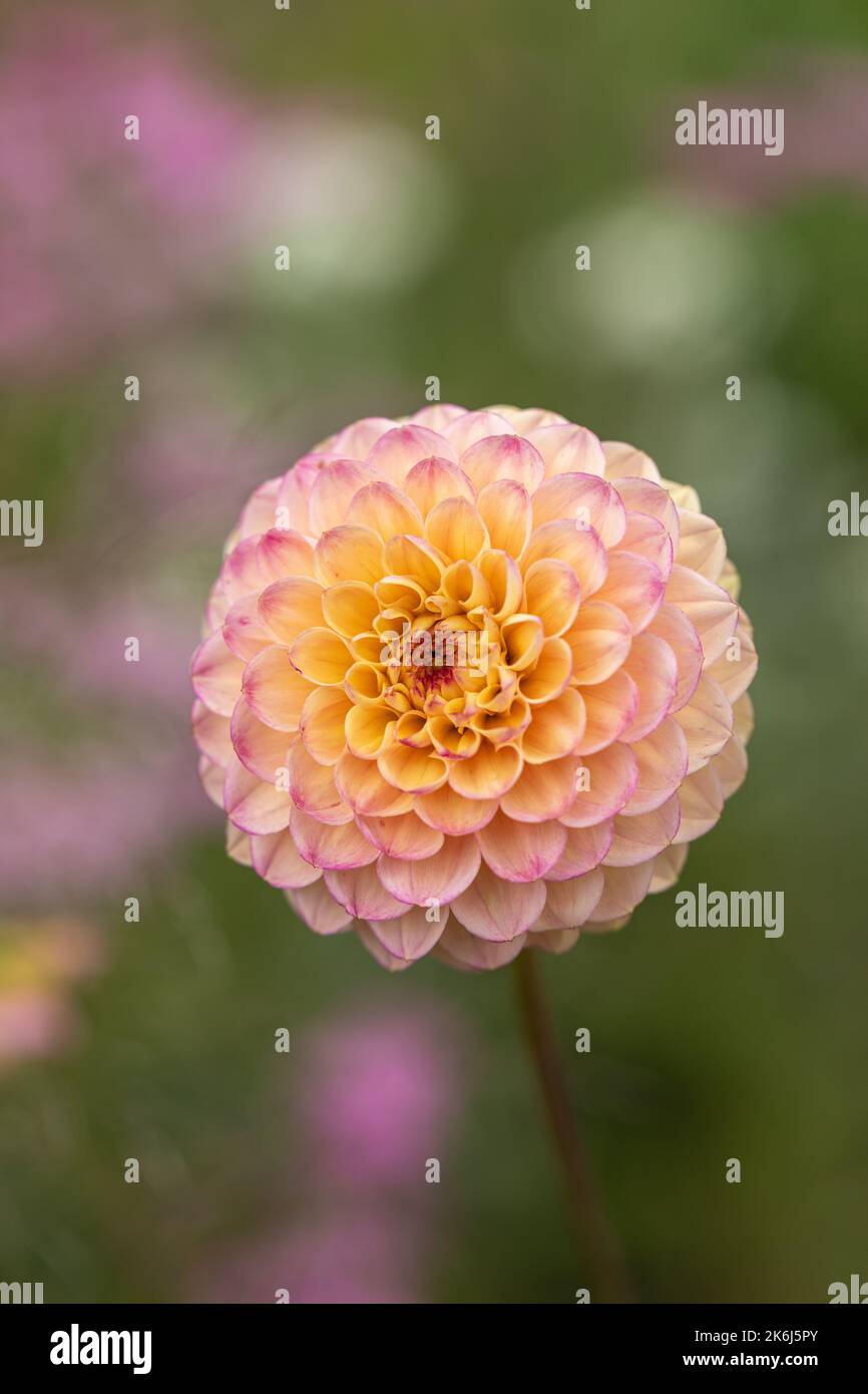 Gros plan d'un magnifique dahlia rose / jaune de pompon isolé sur un fond flou. Floraison dans un jardin au Royaume-Uni Banque D'Images