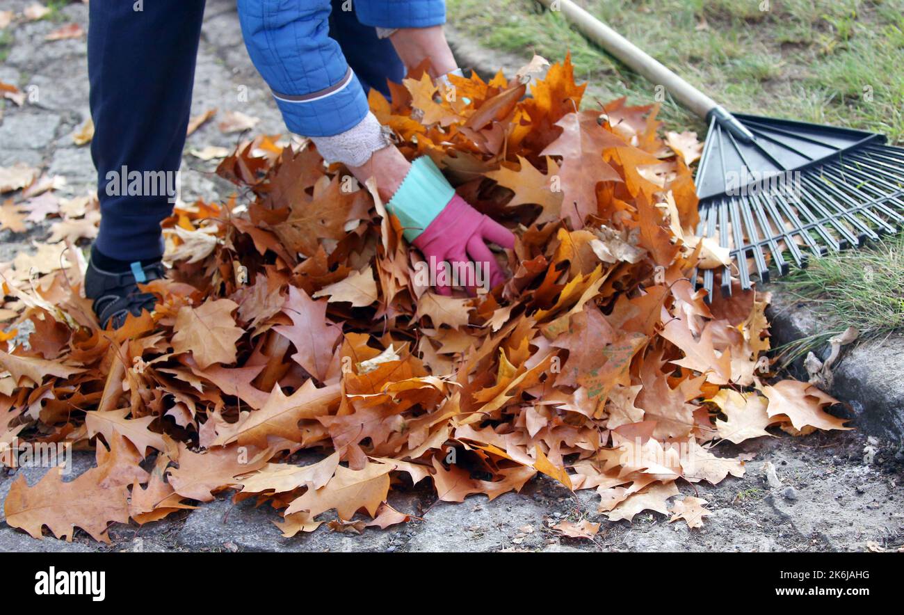 Allemagne. 14th octobre 2022. 14 octobre 2022, Brandebourg, Schöneiche: À des températures autour de 15 degrés Celsius, une femme recueille les feuilles tombées des arbres de rue, qui sont ensuite recueillies dans des sacs pour compostage. Selon les météorologues, un temps d'automne calme est également prévu dans les jours à venir. Photo: Wolfgang Kumm/dpa Credit: dpa Picture Alliance/Alay Live News Banque D'Images