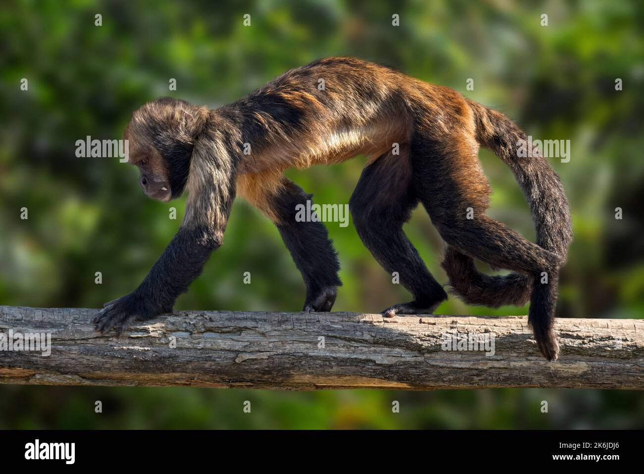 Capuchin à ventre doré / Capuchin à poitrine jaune / Capuchin à tête de chamois (Sapajus xanthosternos), espèce de singe du Nouveau monde originaire du Brésil, Amérique du Sud Banque D'Images