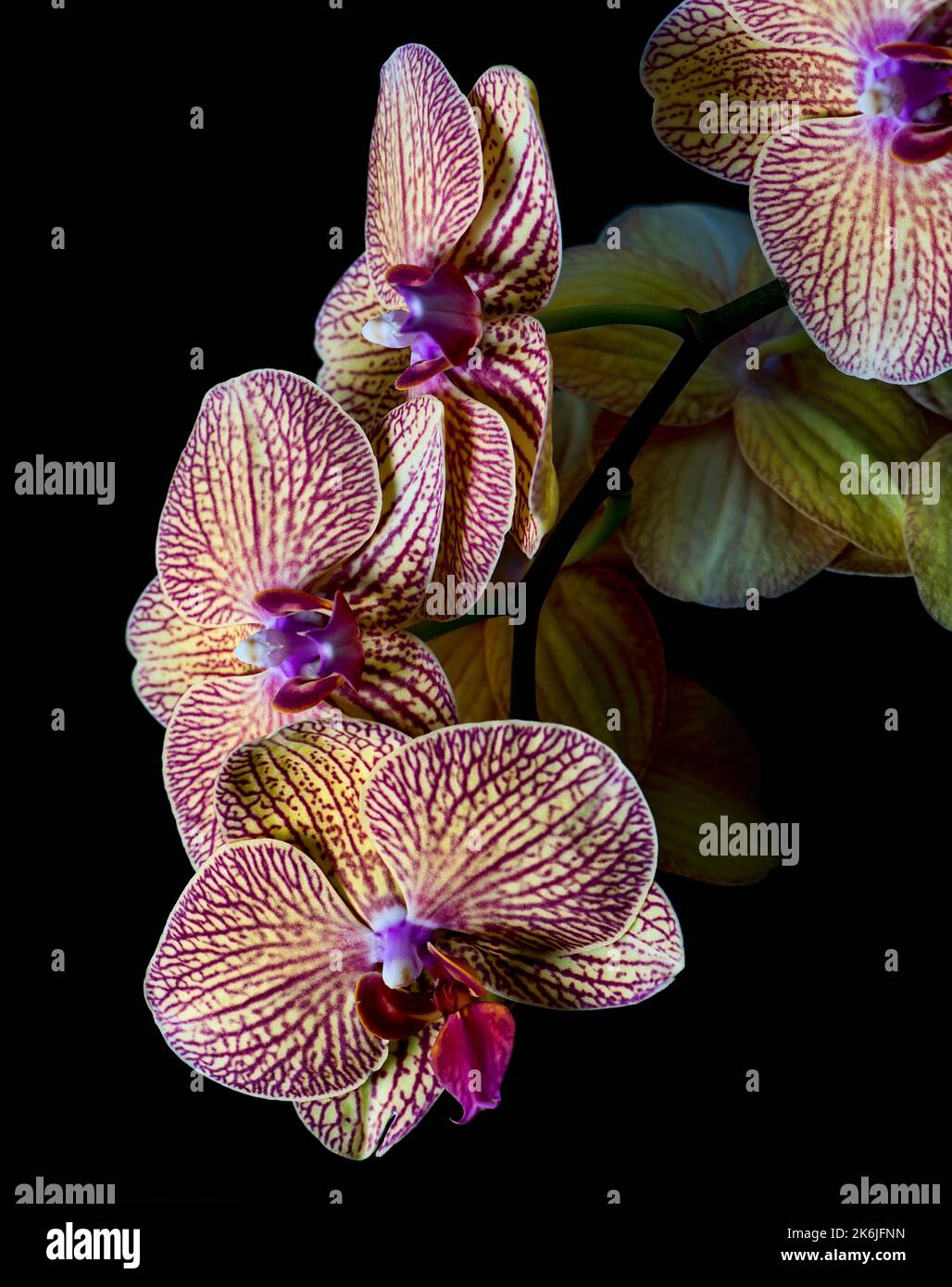 Orchidée de Phalaenopsis, ou communément appelée Orchidée de Moth, sur fond noir Banque D'Images Orchidée de Phalaenopsis, ou communément appelée Orchidée de Moth, sur fond noir Banque D'Images