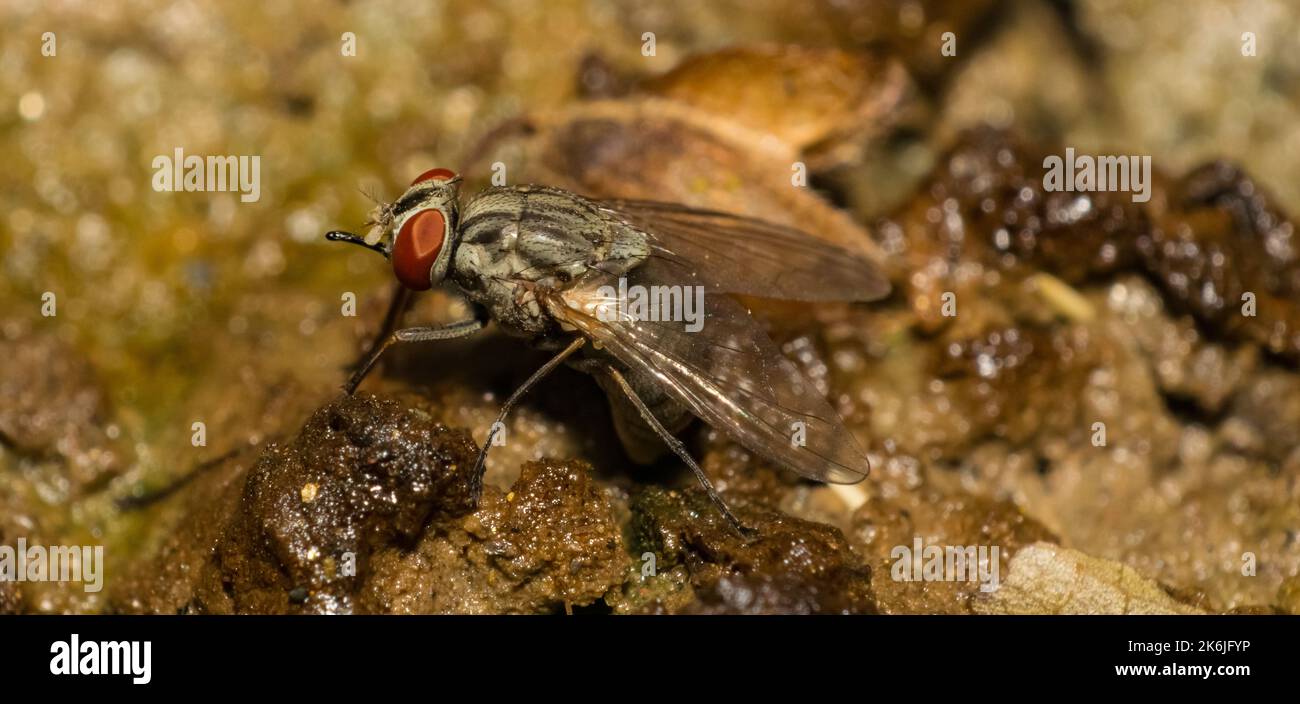 Image macro d'une mouche de maison commune assise sur une plante avec un arrière-plan flou et une mise au point sélective. Gros plan d'une mouche de maison sur une feuille Banque D'Images