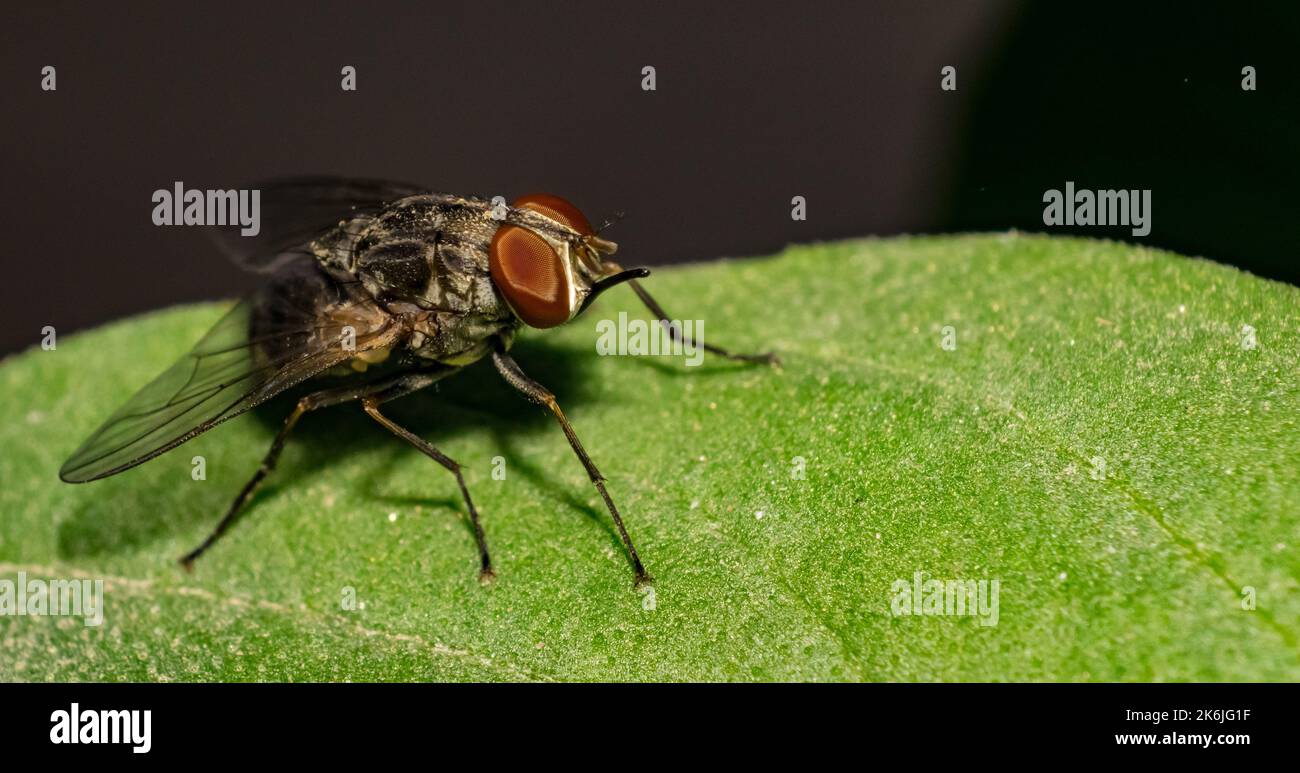 Image macro d'une mouche de maison commune assise sur une plante avec un arrière-plan flou et une mise au point sélective. Gros plan d'une mouche de maison sur une feuille Banque D'Images