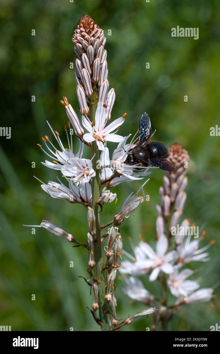 Ornithogalum ou étoile de Bethléem et pollinazing d'abeilles bourdonnantes. Banque D'Images