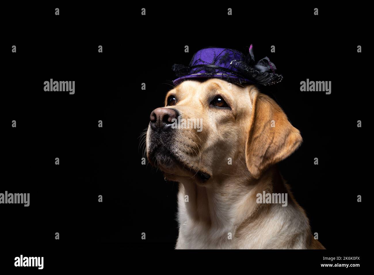 Gros plan d'un chien Labrador Retriever dans une headaddress. Carnaval ou fête d'Halloween. Photo Studio isolée sur fond noir. Banque D'Images