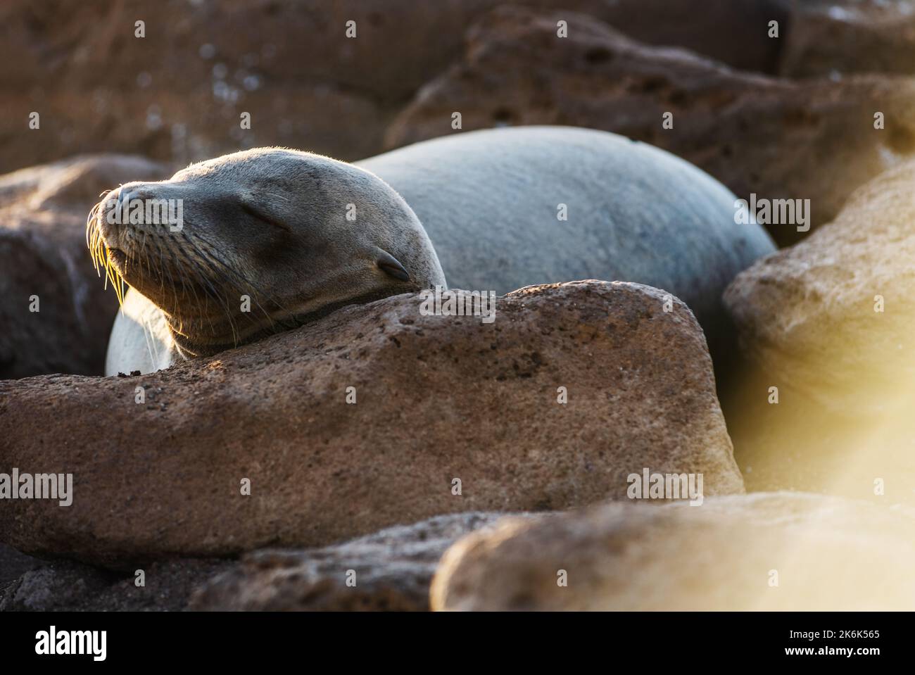Sealion dormant sur l'île de Seymour Nord, îles Galapagos, Équateur, Amérique du Sud Banque D'Images