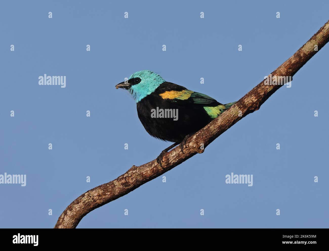 Tanager à col bleu (Tangara cyanicollis melanogaster) adulte perché sur une branche avec du matériel de nid à Bill Rio Azul, Brésil. Juillet Banque D'Images