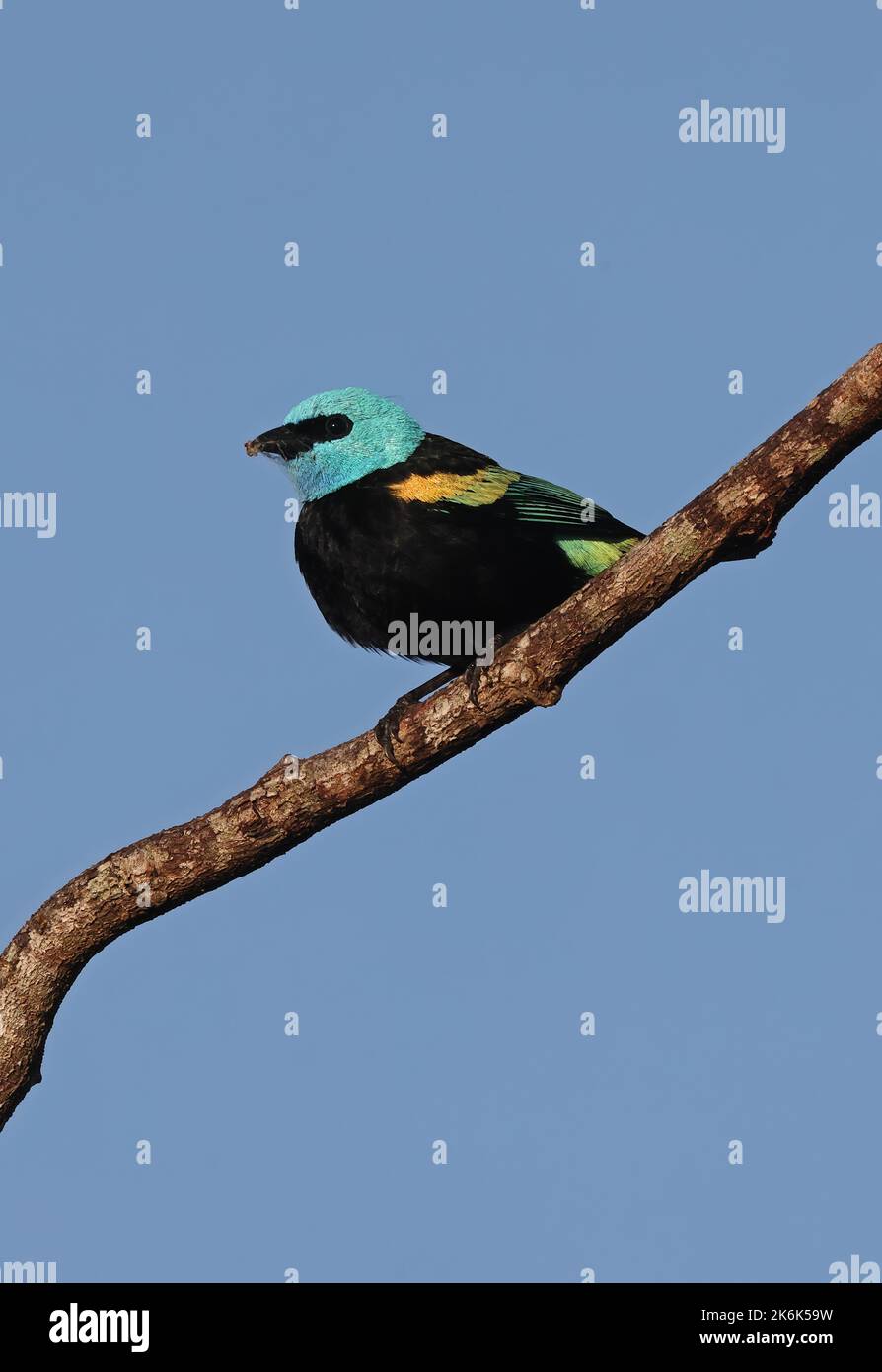 Tanager à col bleu (Tangara cyanicollis melanogaster) adulte perché sur une branche avec du matériel de nid à Bill Rio Azul, Brésil. Juillet Banque D'Images