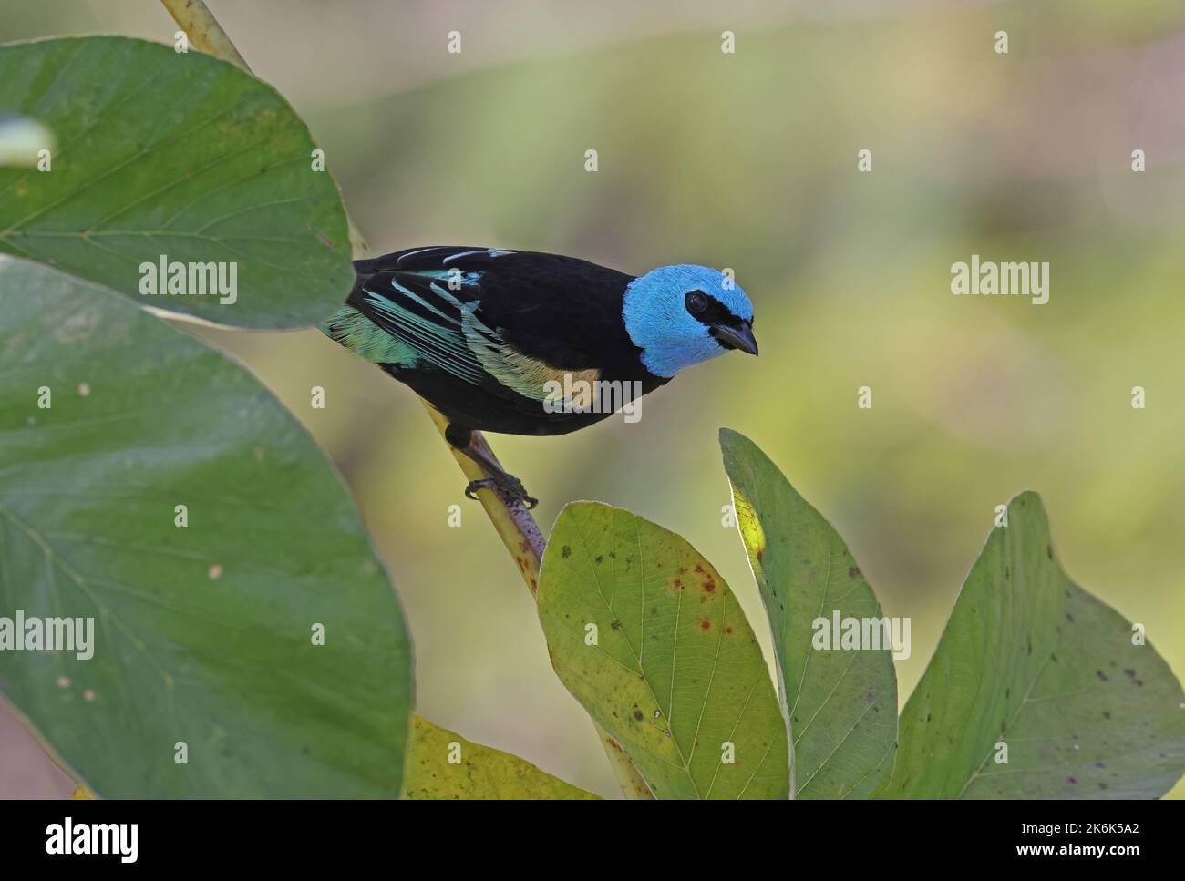 Tanager à col bleu (Tangara cyanicollis melanogaster) adulte perché sur la branche Rio Azul, Brésil. Juillet Banque D'Images