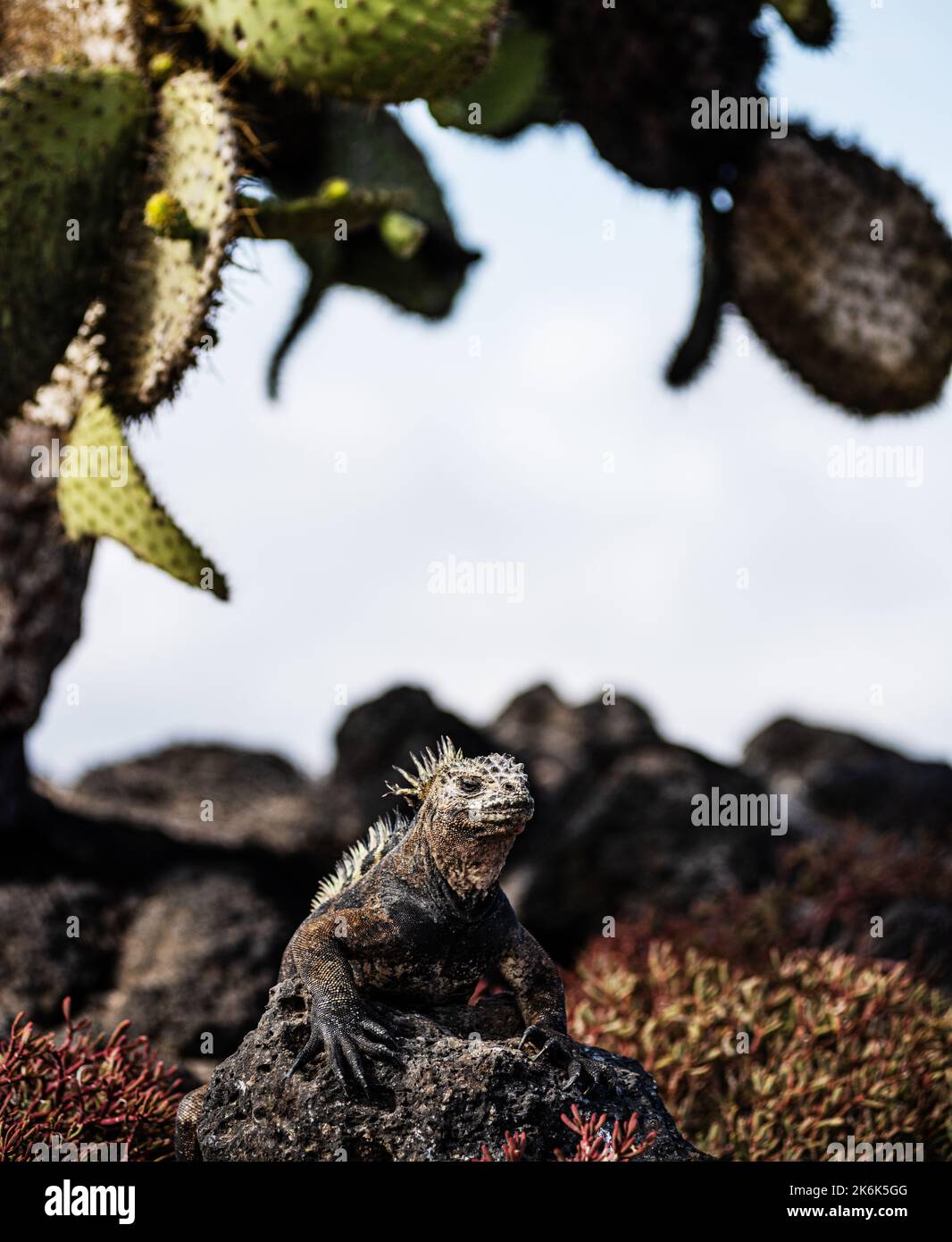Terre Iguana sur l'île Plaza sous un arbre de cactus de Pear de Prickly, Opuntia echios, sur l'île Plaza, îles Galapagos, Equateur, Amérique du Sud, Galapagos, E Banque D'Images