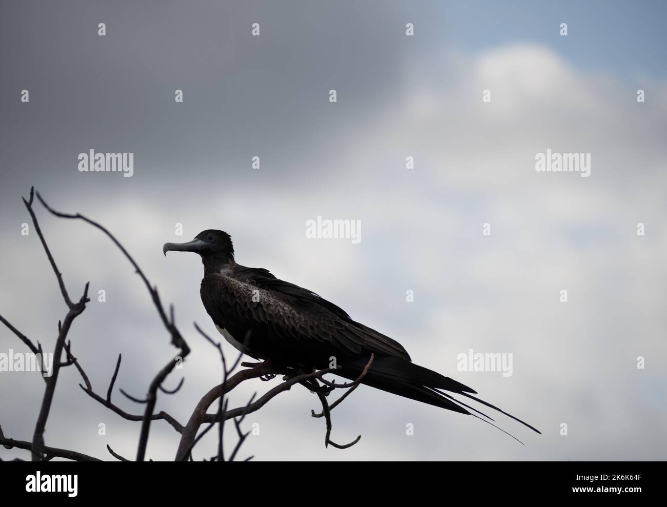 Magnifique oiseau frégate sur l'île de San Cristobal, îles Galapagos, Equateur, Amérique du Sud Banque D'Images