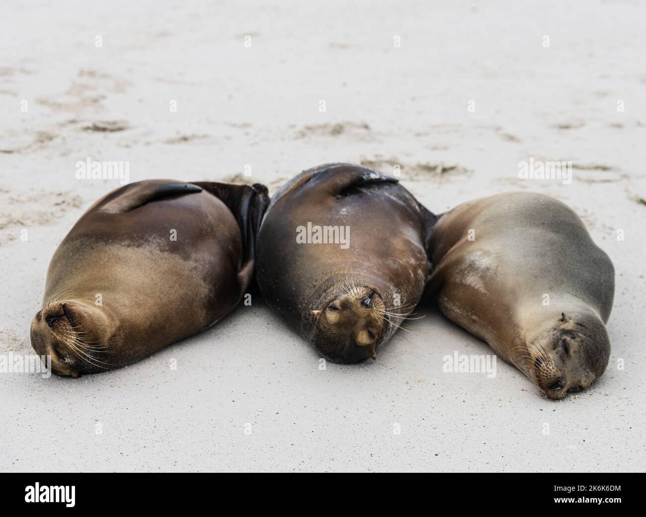 Lions de mer sur la plage de l'île d'Espanola, îles Galapagos, Equateur, Amérique du Sud Banque D'Images