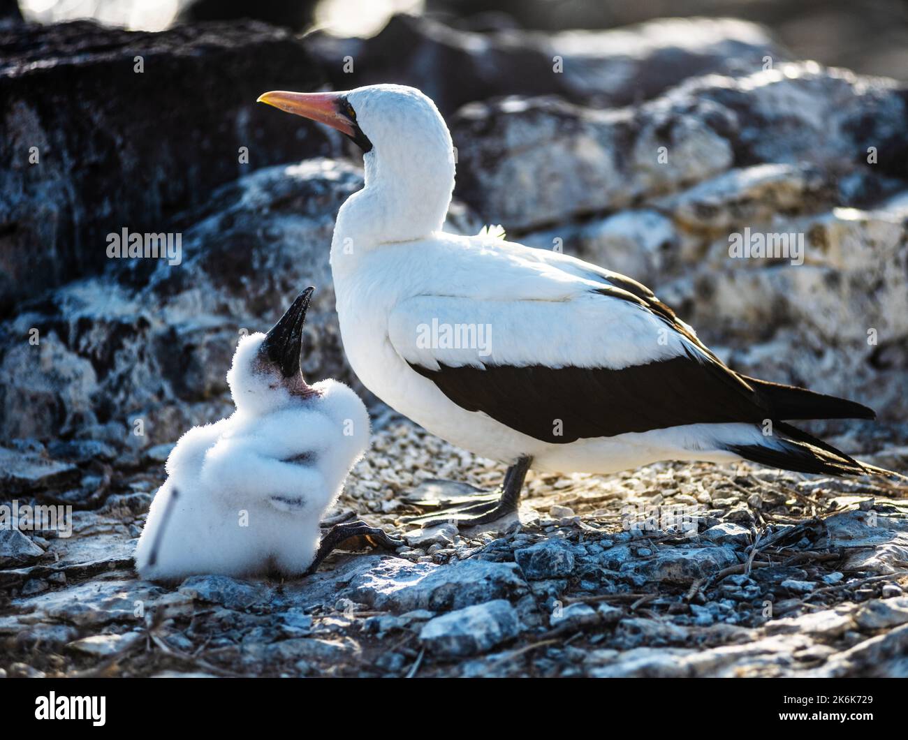 Bébé et mère Nazca butin, (Sula granti) sur l'île d'Espanola, îles Galapagos, Equateur, Amérique du Sud Banque D'Images
