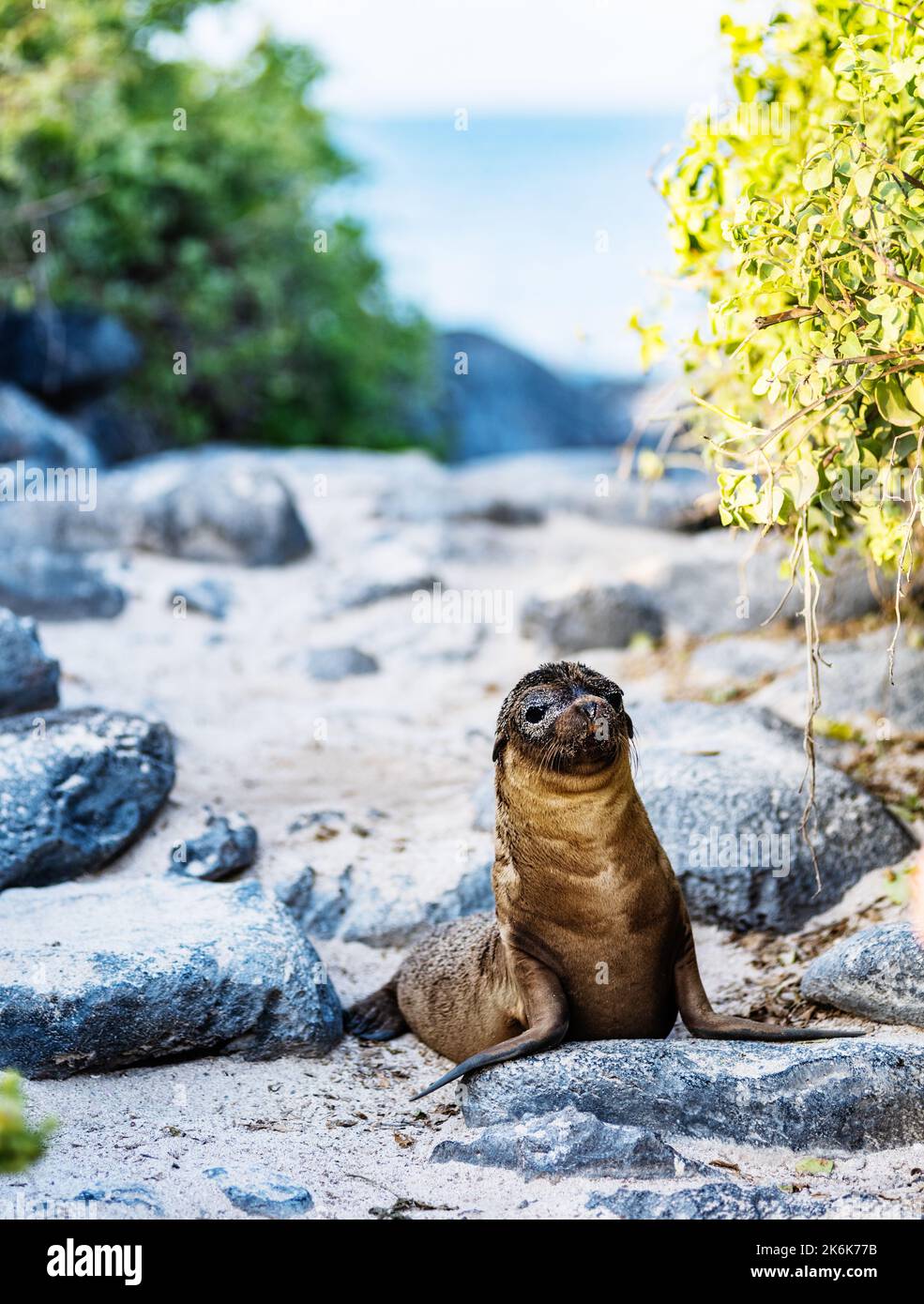 Malion de bébé sur Gardner Bay, îles Galapagos, Galapagos, Equateur, Amérique du Sud Banque D'Images