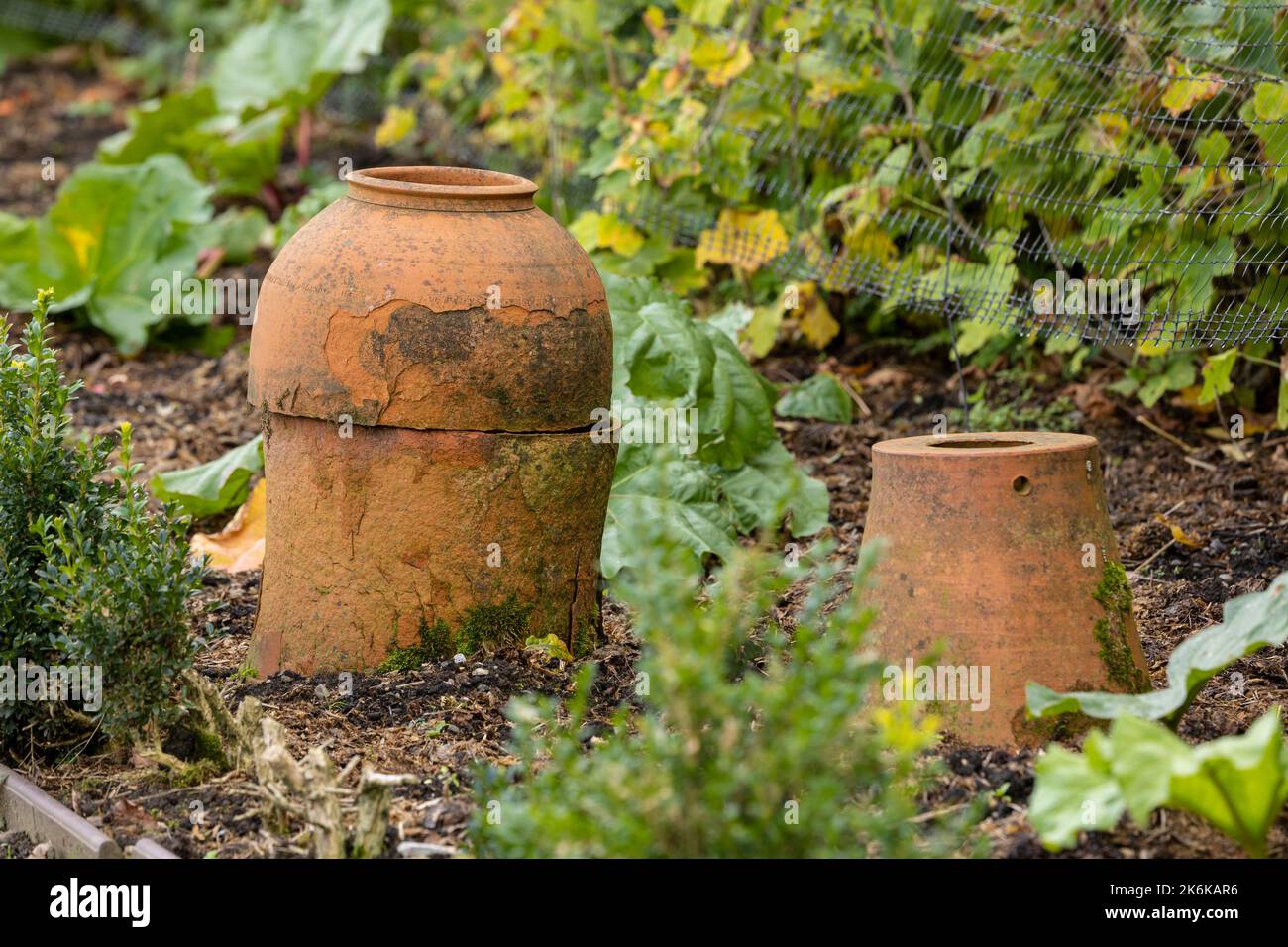 Pots de forçage traditionnels en terre cuite dans le jardin potager de rhubarbe Banque D'Images