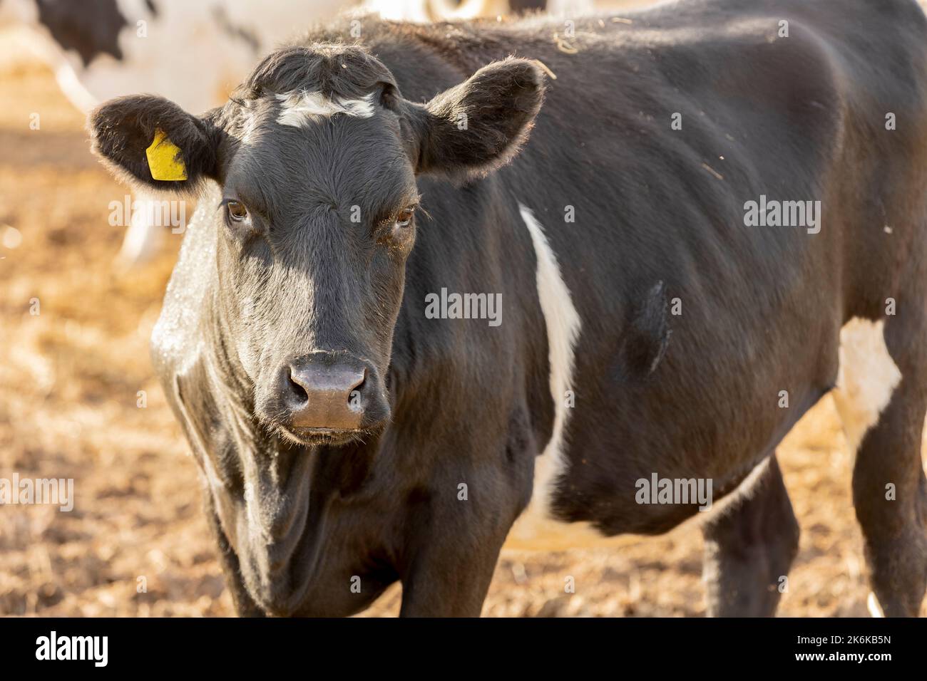 Vache friésienne, vache laitière britannique Banque D'Images