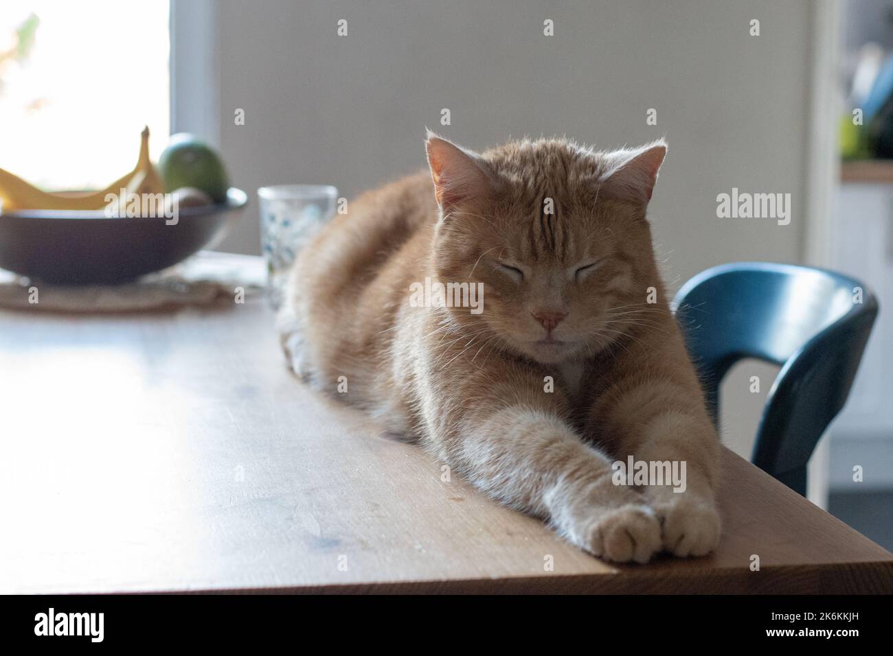 Chat de tabby au gingembre relaxant dormant sur la table à manger avec des pattes étirées et un bol de fruits en arrière-plan Banque D'Images