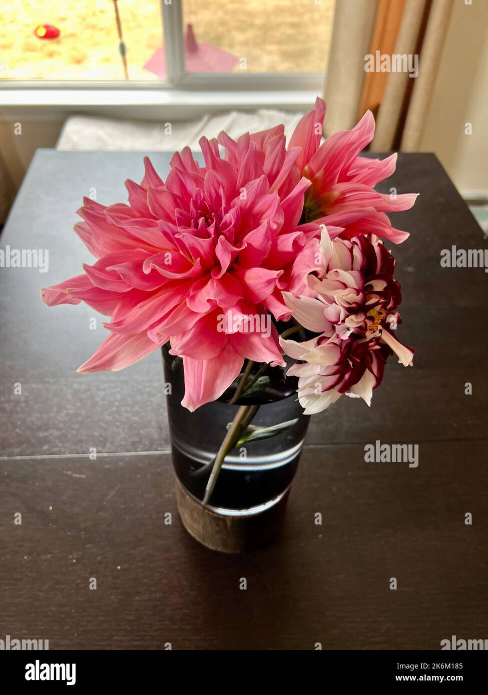 Dahlia fleurs du jardin Banque D'Images