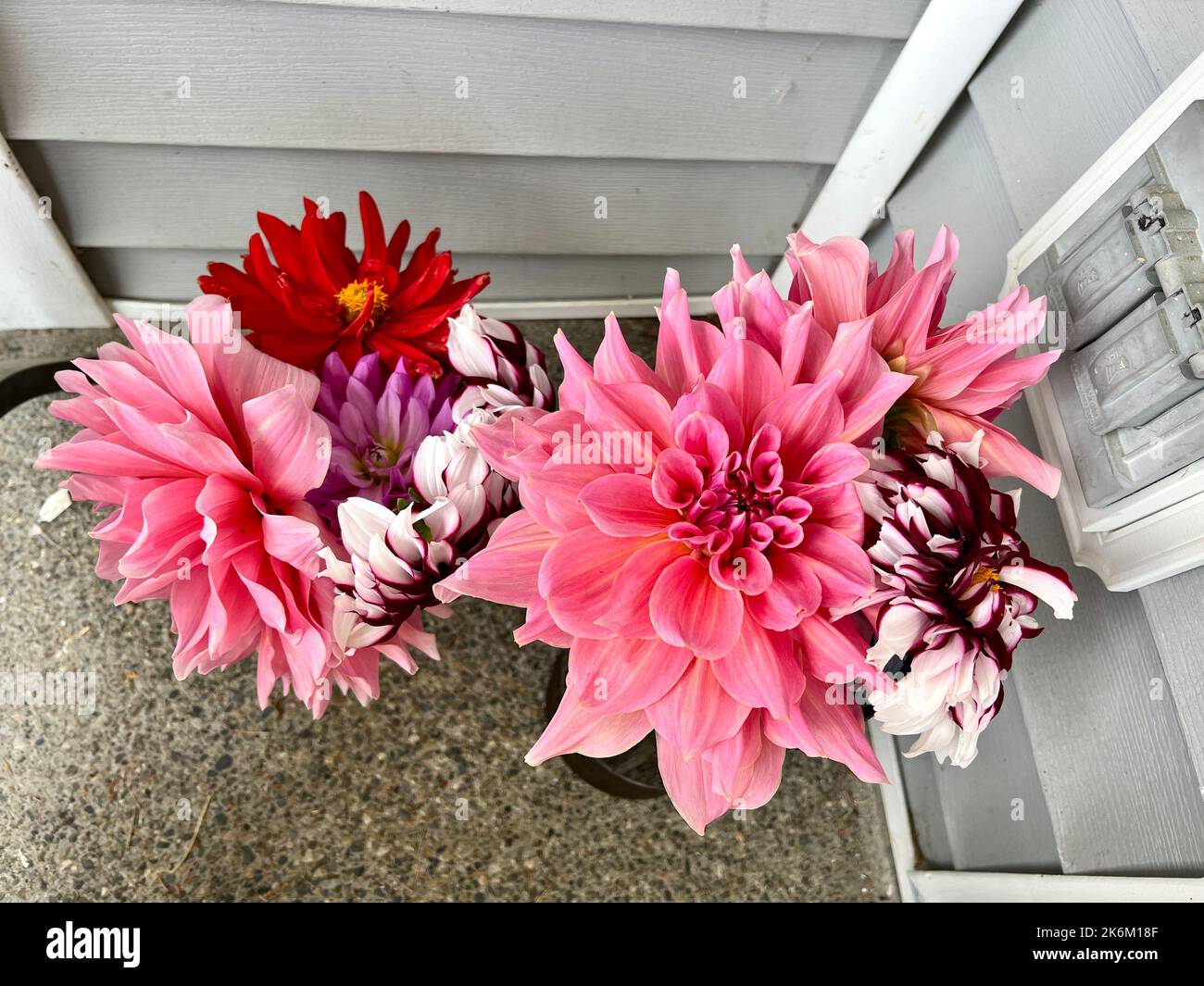 Dahlia fleurs du jardin Banque D'Images