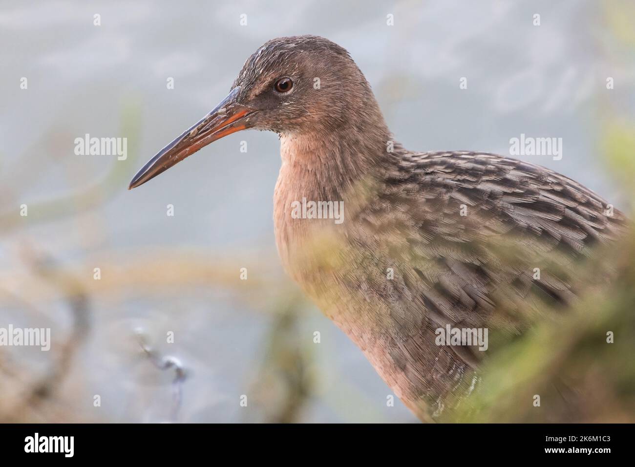 Ridgway's Rail (Rallus obsoletus) espèce d'oiseau menacée trouvée dans l'habitat du marais salé autour de la baie de San Francisco en Californie. Banque D'Images