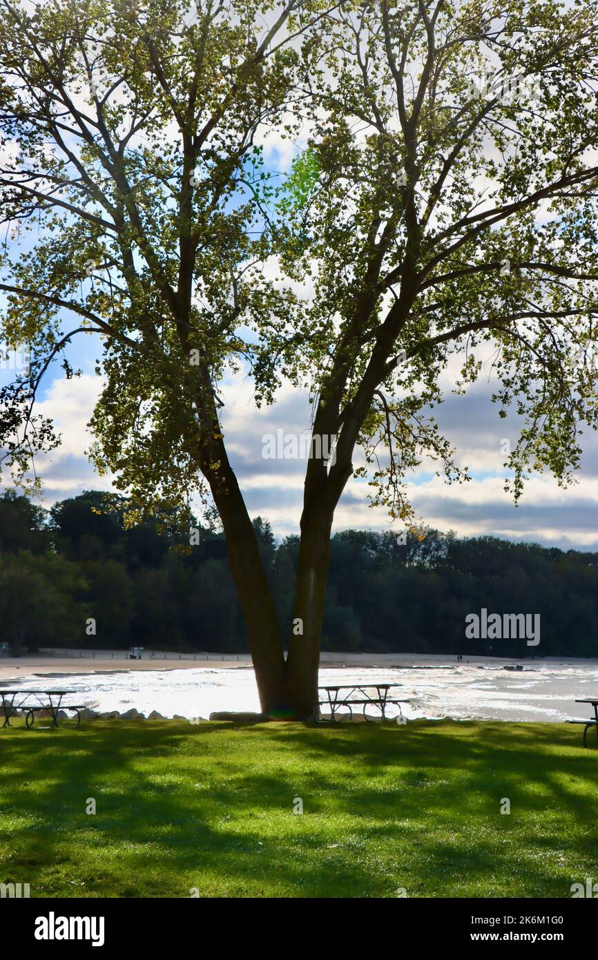 Banc sous un arbre dans Edgewater Park, Cleveland, Ohio Banque D'Images