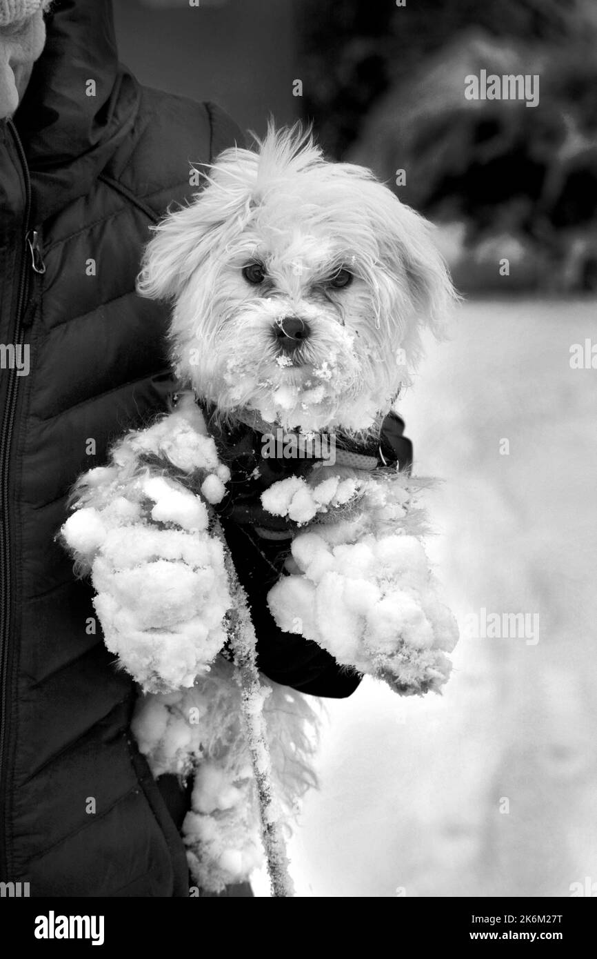 Une femme tient son chien maltais avec de la neige accumulée sur ses pieds après avoir couché dans la neige à Santa Fe, Nouveau-Mexique. Banque D'Images
