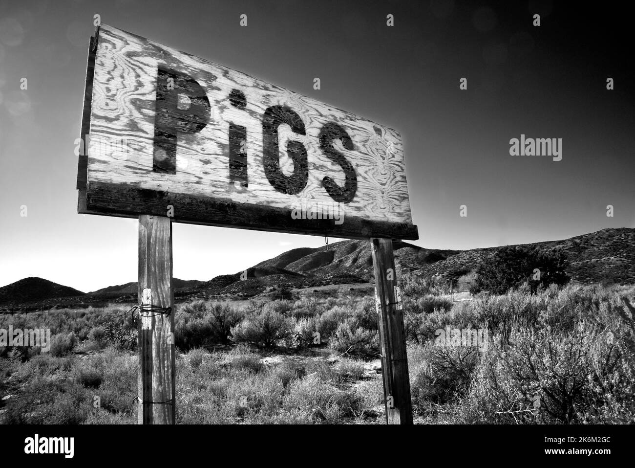 Un panneau de bord de route annonce la vente de porcs près d'Ojo Caliente, Nouveau-Mexique. Banque D'Images