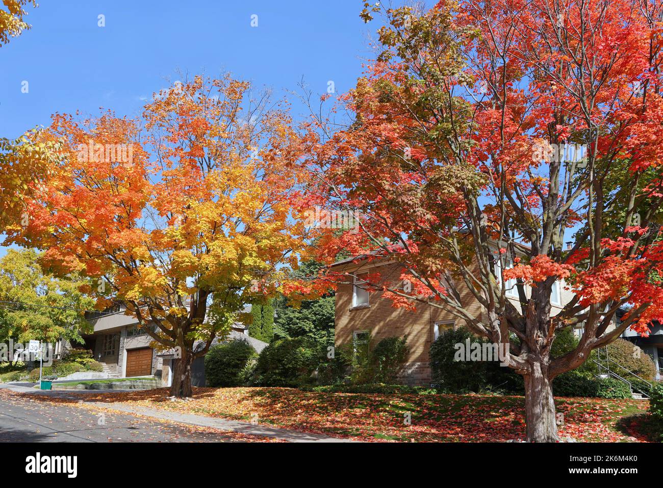 Rue résidentielle de banlieue avec arbres aux couleurs vives de l'automne Banque D'Images