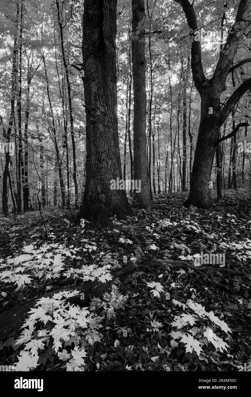 Le feuillage d'automne remplit l'air et le plancher de la forêt de Hammel Woods Forest Preserve dans le comté de will, Illinois Banque D'Images