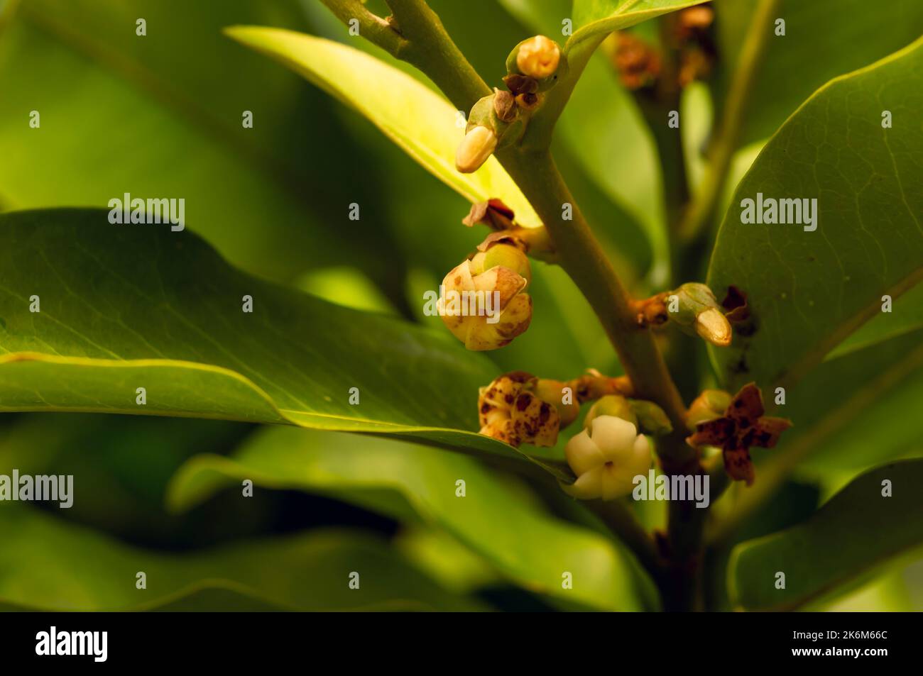 Bois foncé indonésien, feuilles et fleurs vertes ébène (Diospyros celebica), sélection Banque D'Images