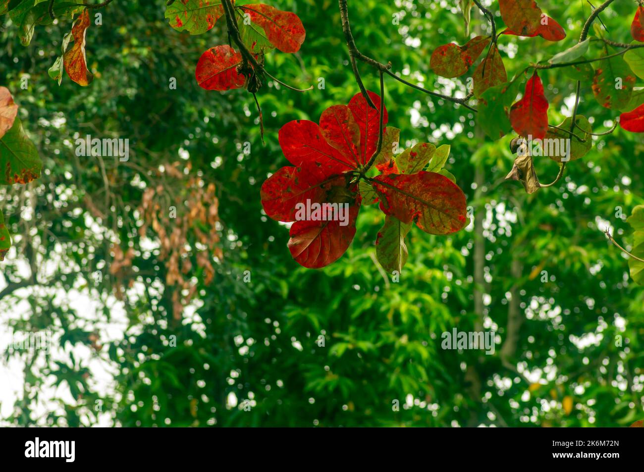 Amande indienne, feuilles d'amande de plage (Terminalia catappa), faible concentration, pour un fond naturel Banque D'Images