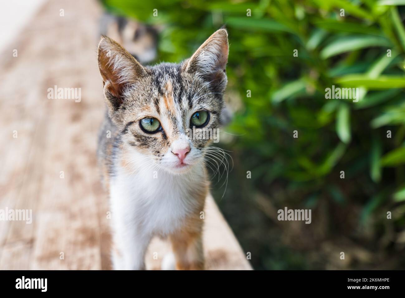Portrait du visage de chat, chaton avec expression faciale sérieuse gros plan avec mise au point sélective et arrière-plan bokeh. Banque D'Images