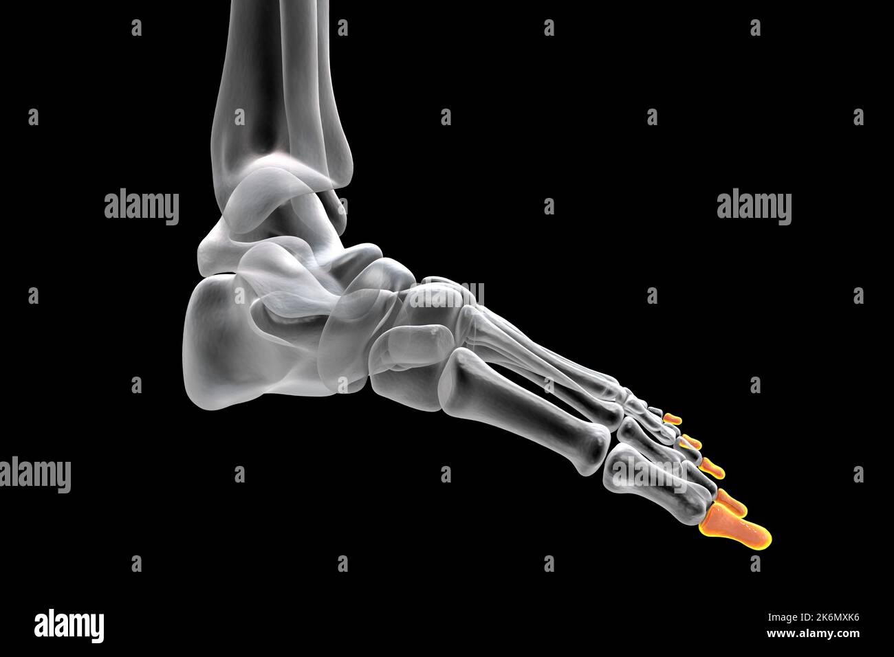 Phalange distal des os du pied, illustration Banque D'Images