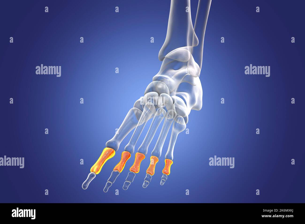 Phalange proximale du pied, illustration Banque D'Images