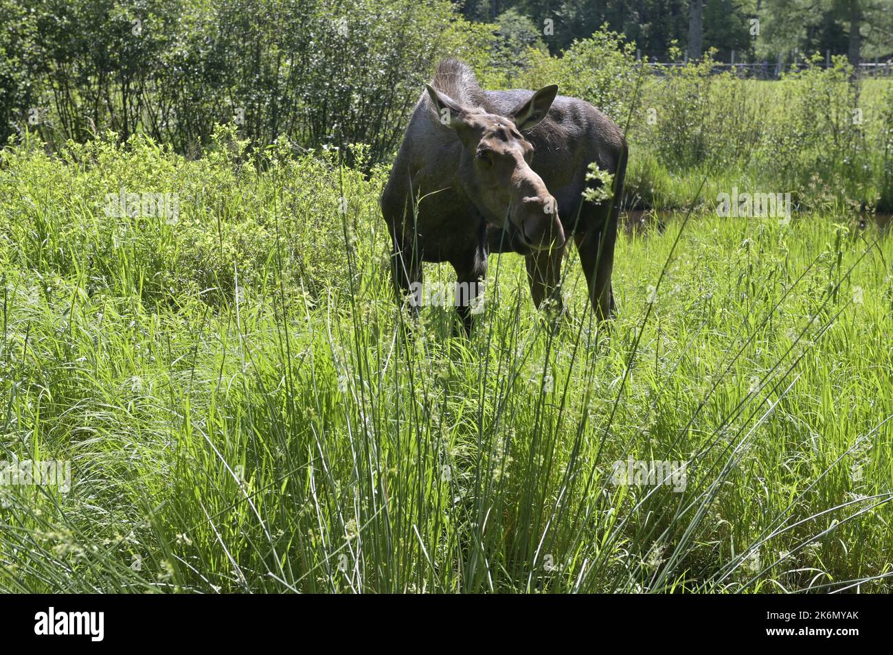 Orignal. Portrait de femme Elk dans la forêt. Bel animal dans un habitat naturel. Scène de la faune dans la nature du Canada Banque D'Images Orignal. Portrait de femme Elk dans la forêt. Bel animal dans un habitat naturel. Scène de la faune dans la nature du Canada Banque D'Images