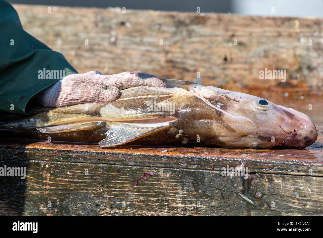 Un pêcheur ou un chef nettoie le poisson frais de morue franche sur une table de fractionnement. Un long couteau est utilisé pour diviser l'ensemble du poisson cru en filets. Banque D'Images