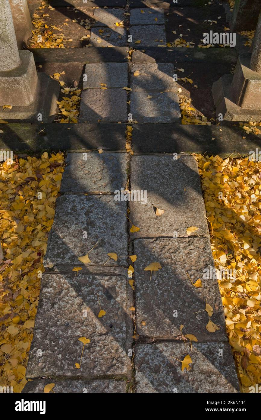 Passerelle en pierre automne Ginko Leaves Nezu Shrine Tokyo Japon 2 Banque D'Images