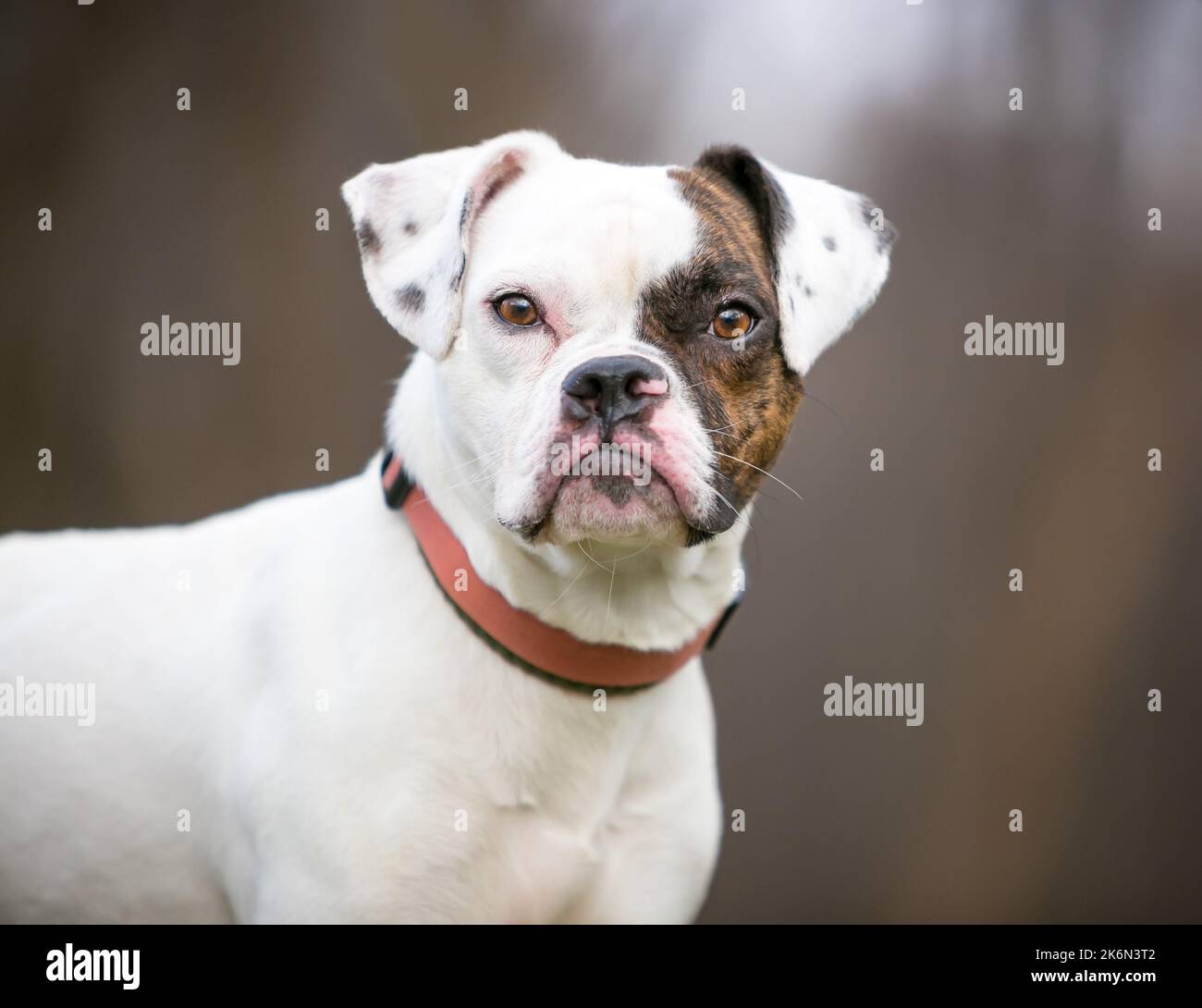 Un chien mixte de race Pug x Beagle x Bulldog regardant l'appareil photo Banque D'Images