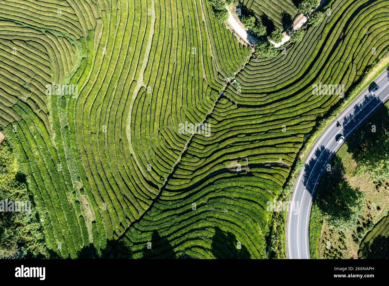 Des champs de thé verts luxuriants sur l'île de San Miguel, dans les Açores Banque D'Images