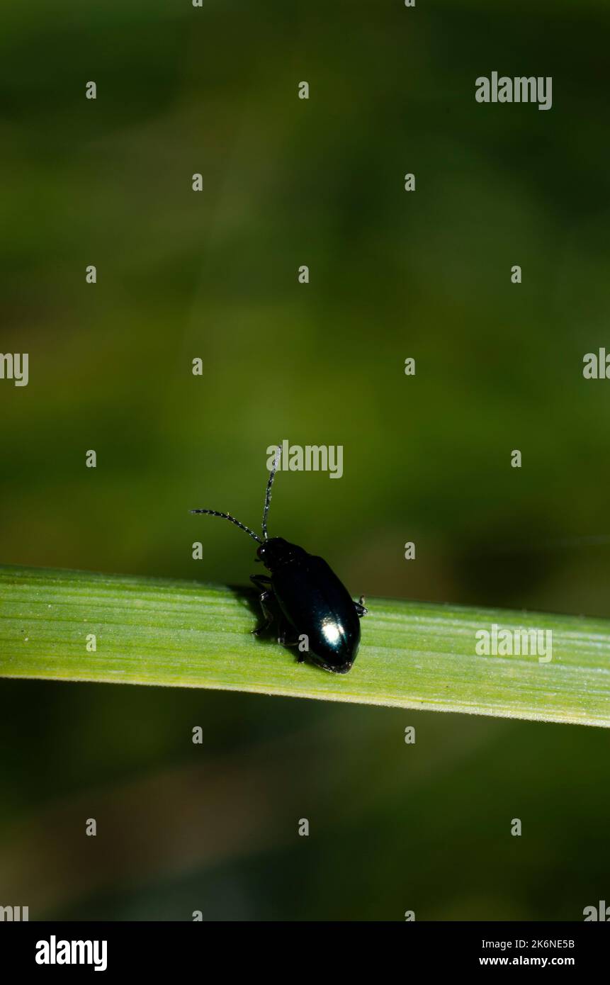 Coléoptère des puces (Psylliodes) sur l'herbe Banque D'Images