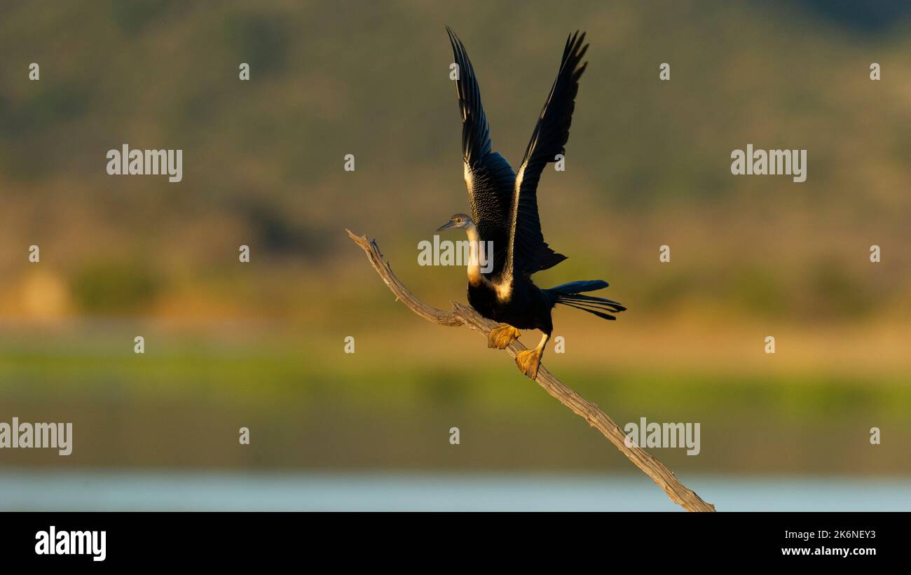 Darter africain ( Anhinga rufa) Réserve naturelle de Pilanesberg, Afrique du Sud Banque D'Images