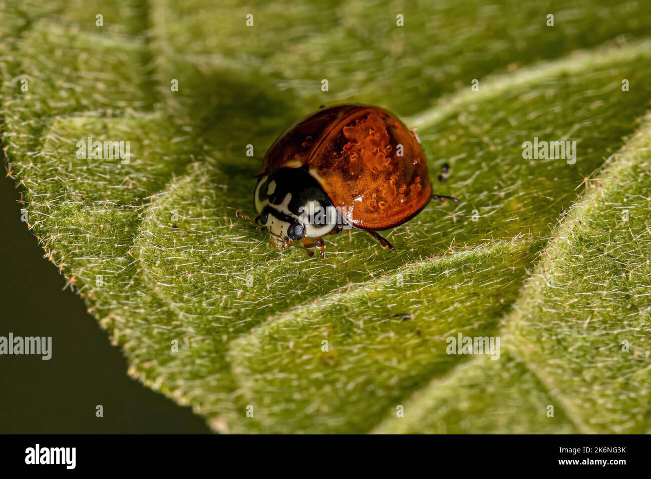 Adulte immaculée Lady Beetle de l'espèce Cyclone sanguinea Banque D'Images